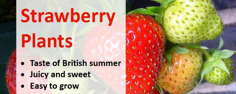 Shop for strawberry plants